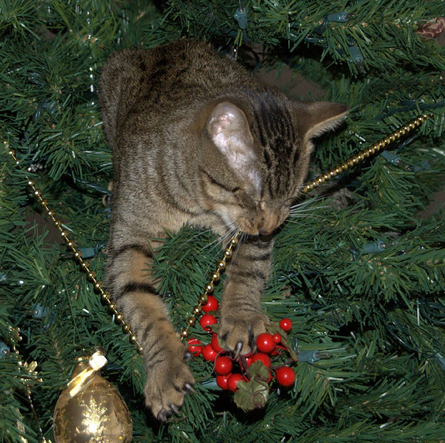 Les Chapins De Noel Juliemag